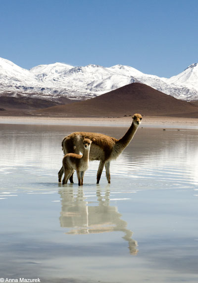 vicuña at Laguna Blanca.