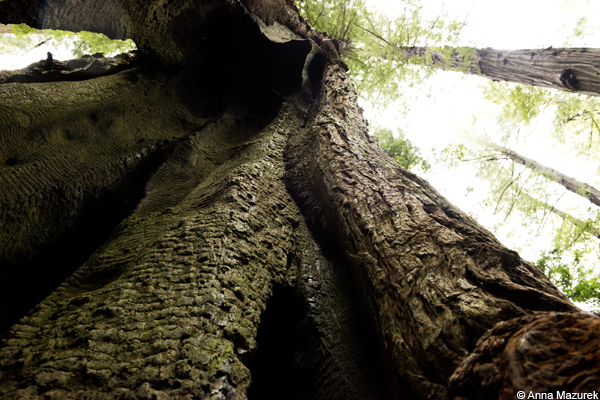 Humboldt Redwoods National Park, California