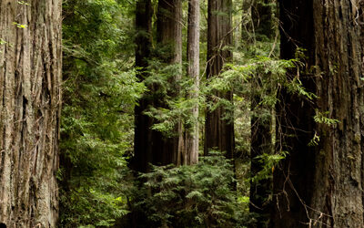 Road Trip: California Redwoods
