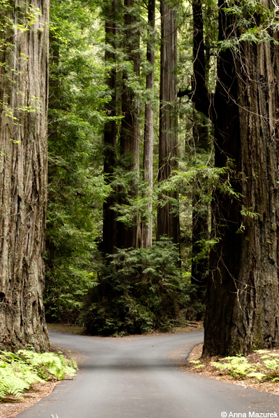 Humboldt Redwoods National Park, California