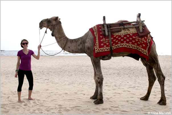 Travel & Luck - Camel in Kerala, India