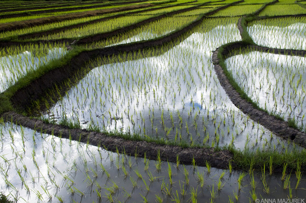 Rice fields in Northern Thailand 