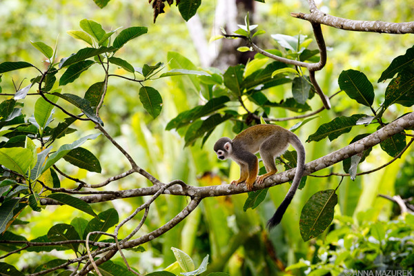A squirrel monkey climbs across a tree on Monkey Island in the Amazon near Iquitos, Peru.