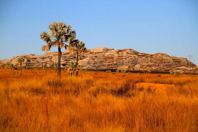 Madagascar SandMtPalms Meadow Isalo