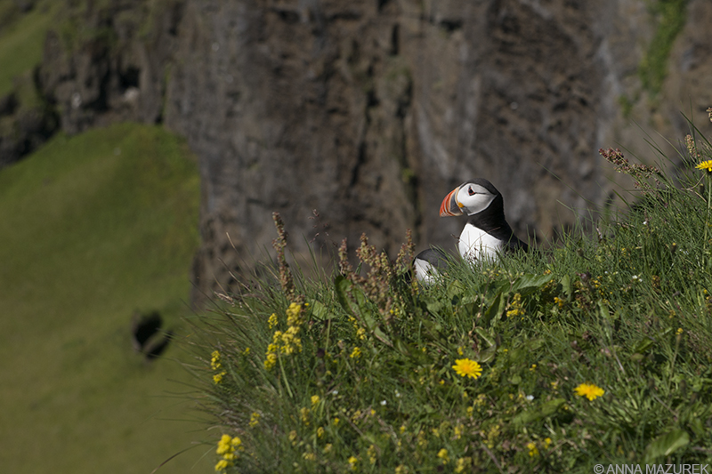 mazurek_puffins_iceland