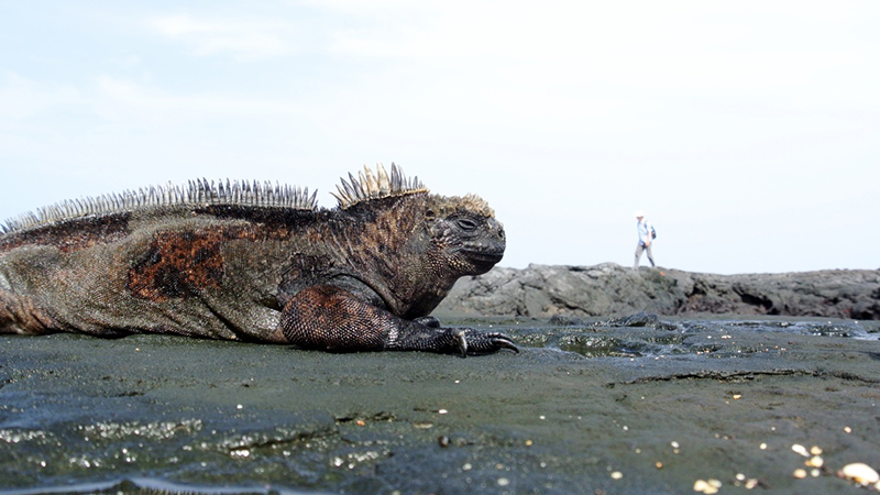 marine-iguana-the-galapagos