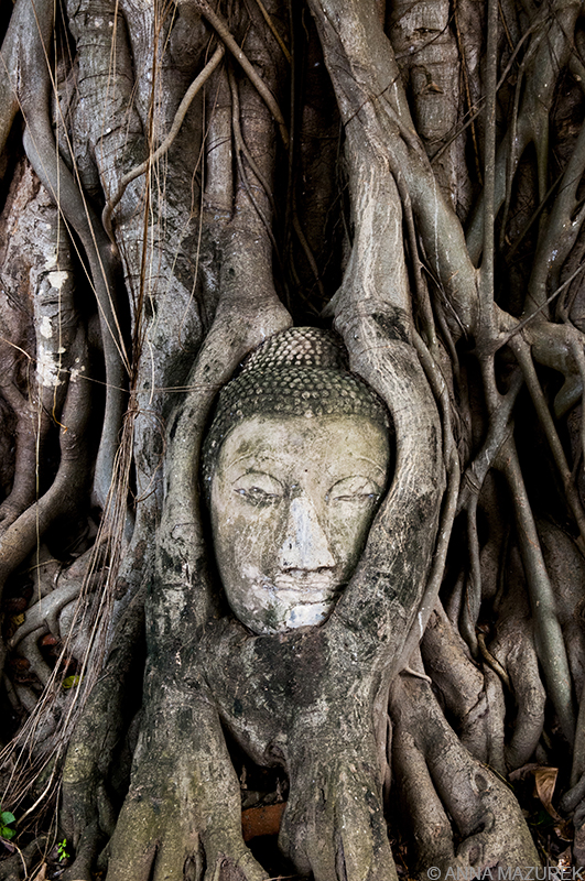 Photo Guide to Thailand: Ayutthaya Wat Mahathat Buddha Head