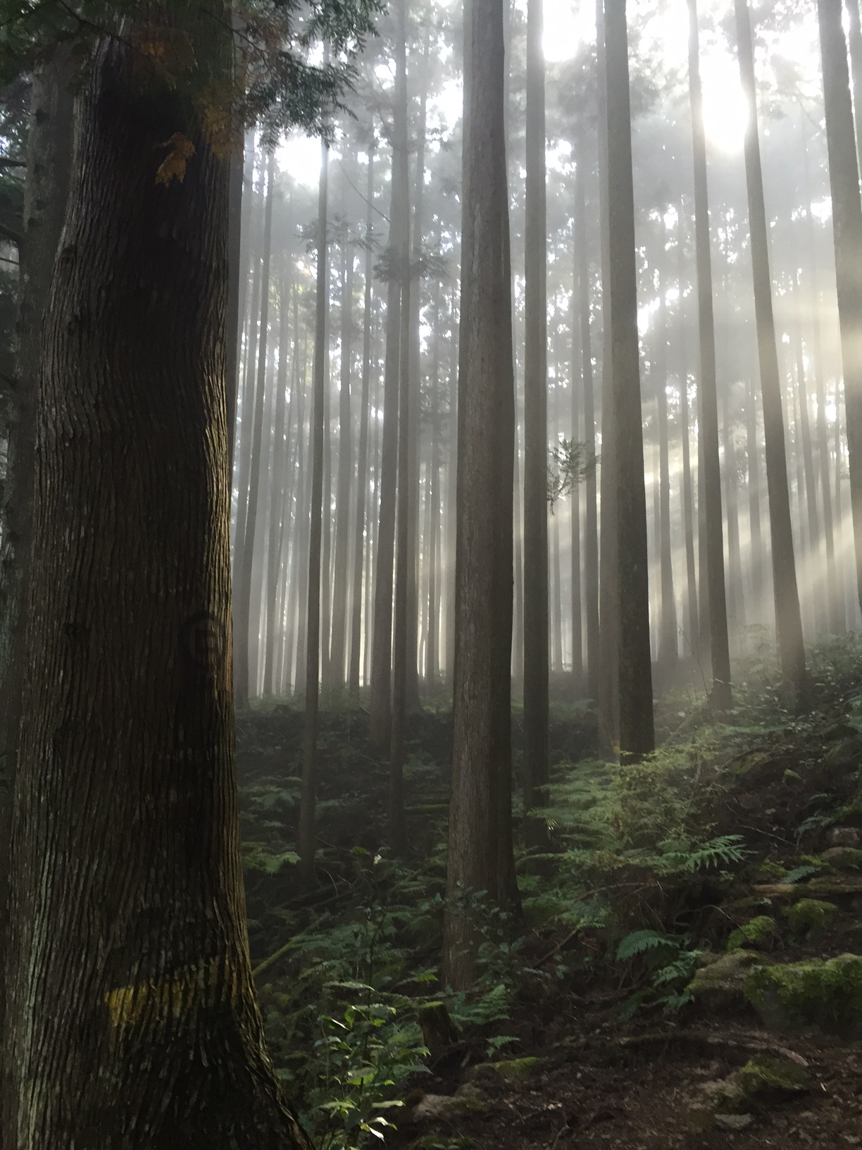 Kumano Kodo Trees_web