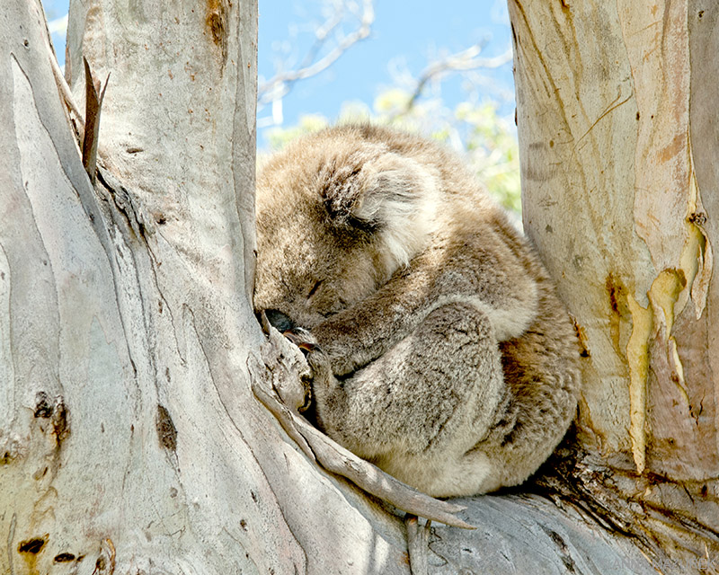 Mazurek_Koala_Great_Ocean_Road