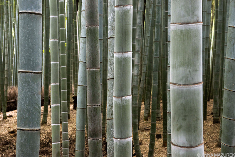 Mazurek_Japan_Bamboo