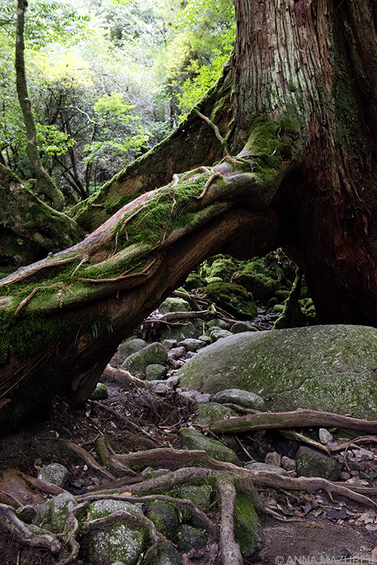 Mazurek_Yakushima_TreeRoots