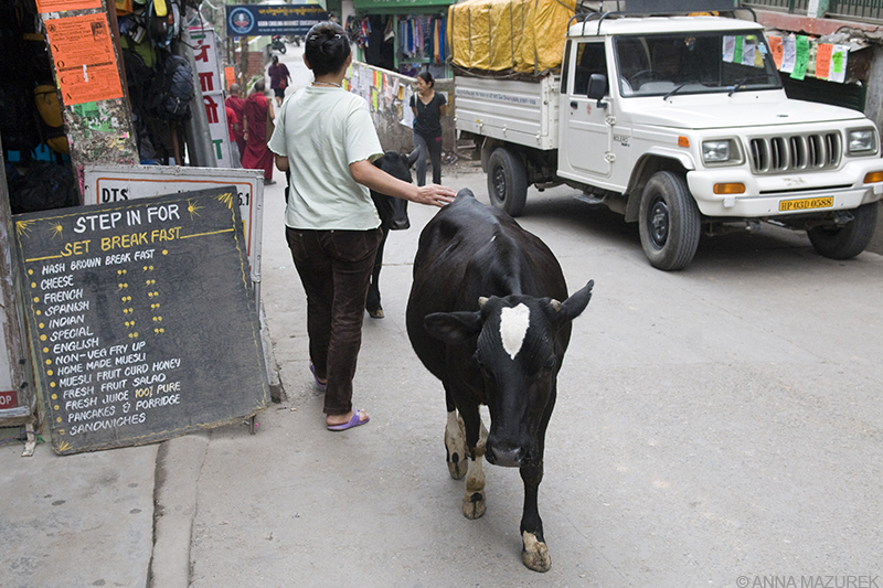 Mazurek_McLeod_Ganj