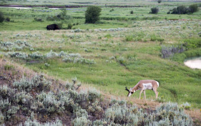 Photo Guide to Yellowstone