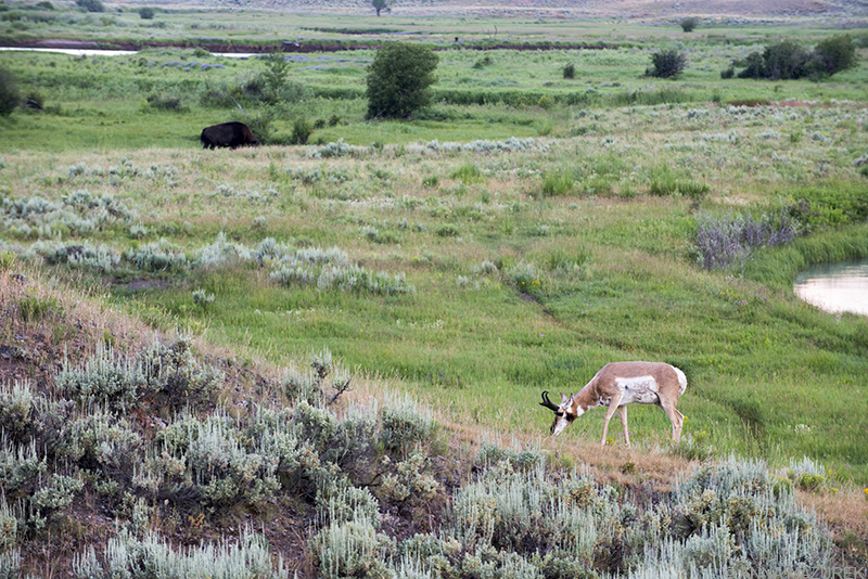 Yellowstone Photo Guide: Lamar Valley