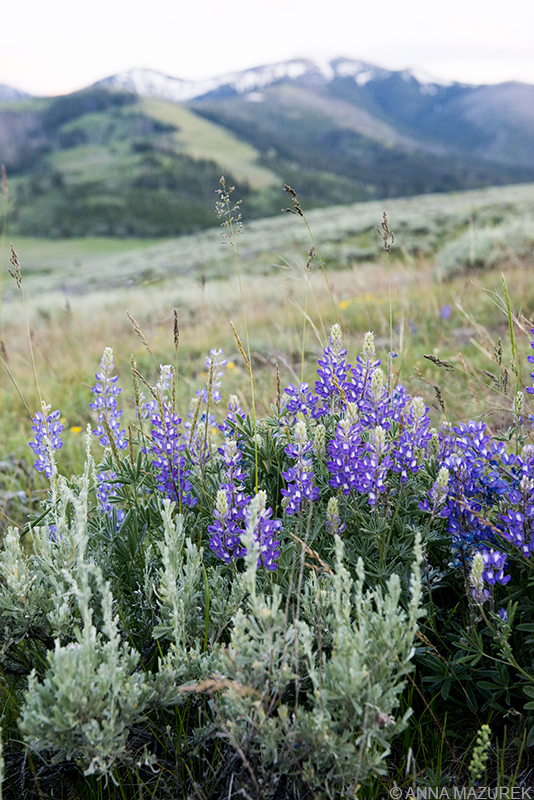 Yellowstone Photo Guide: Wildflowers in the Lamar Valley in Yellowstone