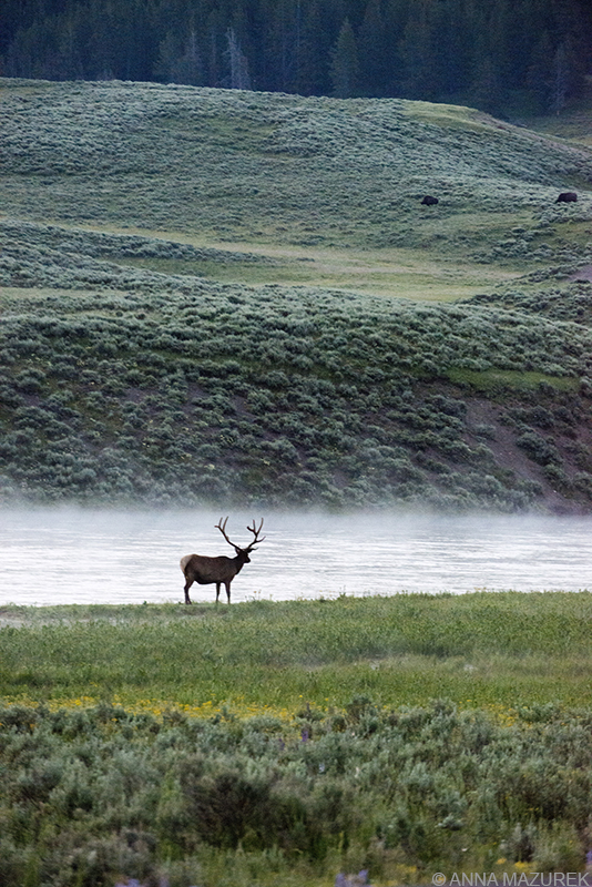 Yellowstone Photo Guide: Hayden Valley