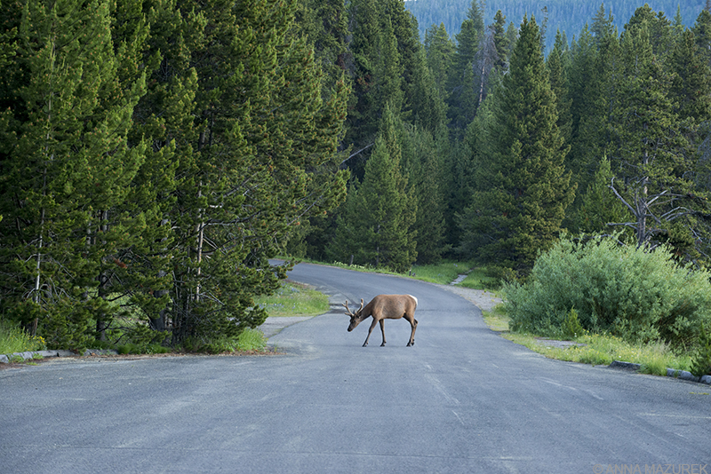 Yellowstone Photo Guide: Elk at Yellowstone Lake