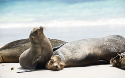 Photo Guide to the Galapagos