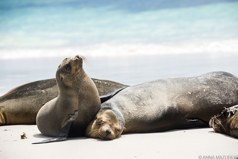 Photo Guide to the Galapagos