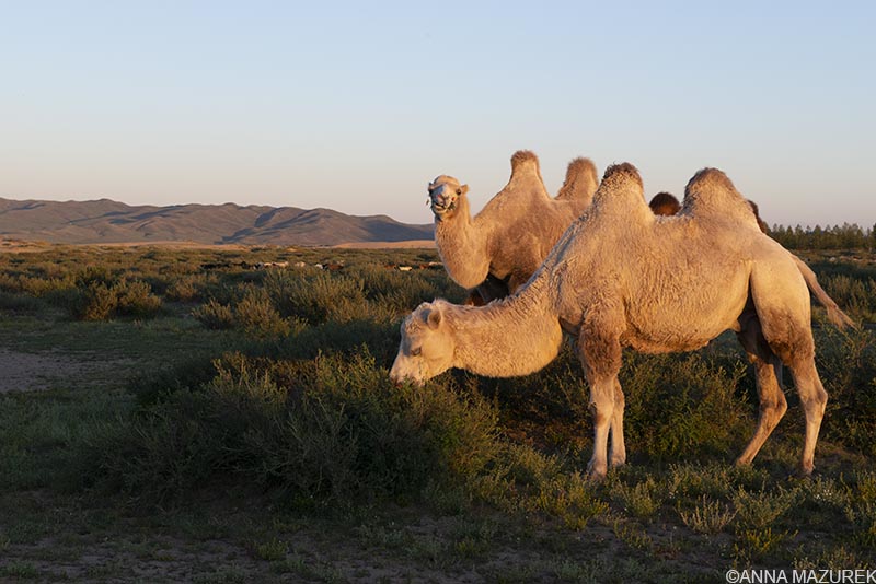 Camels at the mini Gobi in Mongolia 