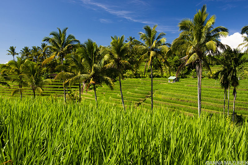 Misadventures in Bali