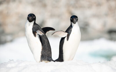Antarctica Photo Diary