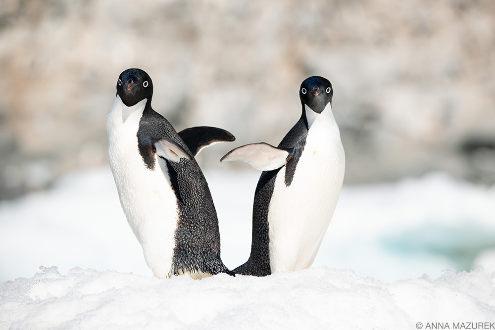 Antarctica Photo Diary