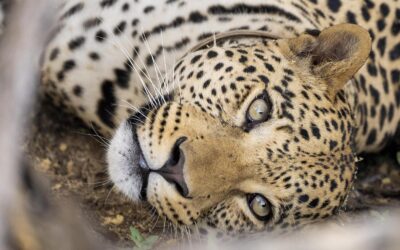 I Spent Two Months in Southern Africa—Here are my Favorite Safari Photos