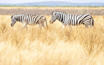 Connectivity in the Bush: Airalo eSIM Review for Safari & Travel in Southern Africa