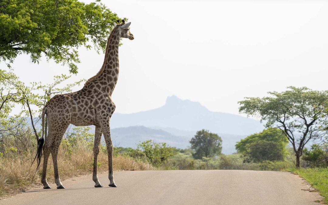 Connectivity in the Bush: Airalo eSIM Review for Safari & Travel in Southern Africa