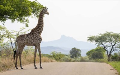 Connectivity in the Bush: Airalo eSIM Review for Safari & Travel in Southern Africa