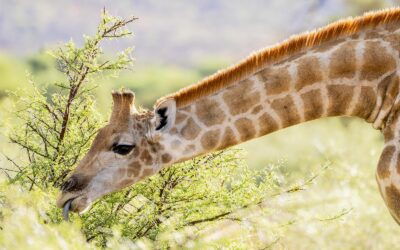 I Traveled for 2 Months in Southern Africa—Here’s How Much It Cost