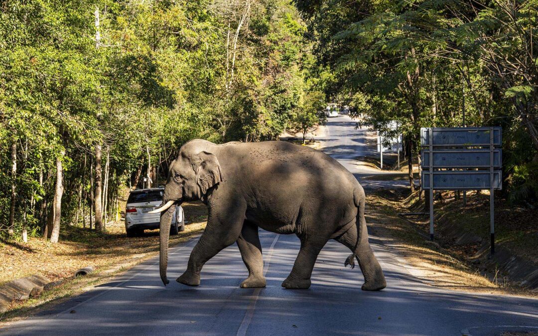 A Guide to Visiting Khao Yai National Park in Thailand