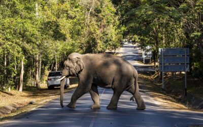 A Guide to Visiting Khao Yai National Park in Thailand